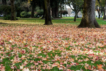 Autumn leaves in a park