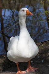 White goose with blue eye