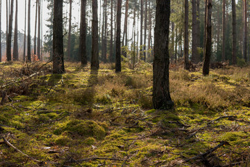 moss in a forest during sunny day