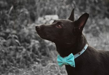 Hund mit blau Schleife