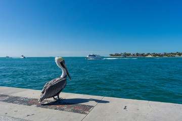 USA, Florida, Sunset key island behind brown pelican from mallory square with some boats