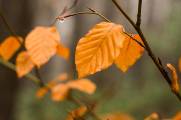 Obraz premium Herbstblatt