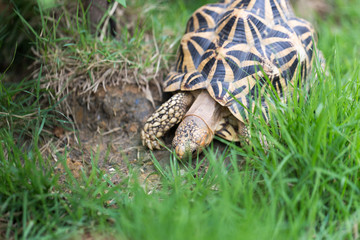 Indian turtle or star turtle is living in the field.