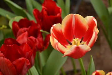tulipanes naturales de diferentes colores blanco rojo y amarillo