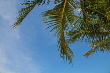 Fototapeta na wymiar coconut palm tree with blue sky background