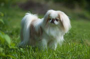 Rare brown Japanese Chin or Japanese Spaniel standing on Meadow.