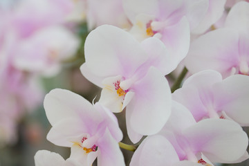 Obraz premium Orchids flowers in the garden.