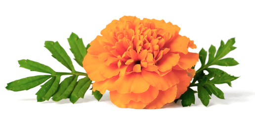 fresh marigold flowers isolated on white background