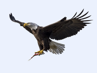 Bald Eagle bringing fish to nest