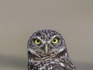 Burrowing Owl Portrait