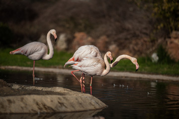 Flamingo Birds, sunbathing and resting