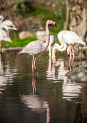 Flamingo Birds, sunbathing and resting