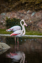 Flamingo Birds, sunbathing and resting