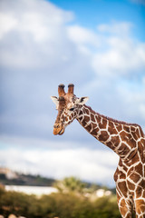 Obraz premium Cute Adorable Adult Giraffe, Close up