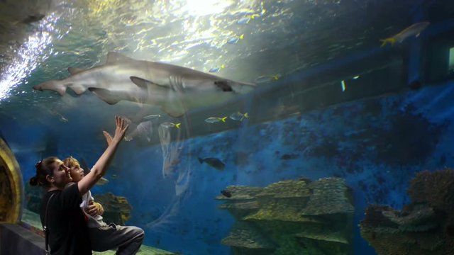 Mother and her little boy enjoying marine life at oceanarium, watching big white sharks