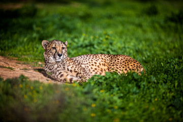 Naklejka na ściany i meble Beautiful Wild Cheetah resting on green fields, Close up