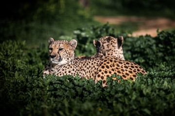 Two Beautiful Wild Cheetahs resting on green fields, Close up