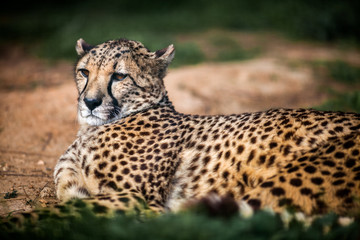 Beautiful Wild Cheetah resting on green fields, Close up
