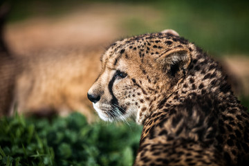 Beautiful Wild Cheetah resting on green fields, Close up