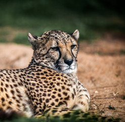 Beautiful Wild Cheetah resting on green fields, Close up