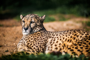 Beautiful Wild Cheetah resting on green fields, Close up