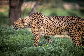 Beautiful Wild Cheetah walking careful on green fields, Close up