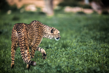 Beautiful Wild Cheetah walking careful on green fields, Close up