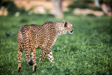 Beautiful Wild Cheetah walking careful on green fields, Close up