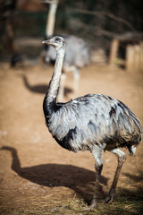 Υoung Ostrich, close up