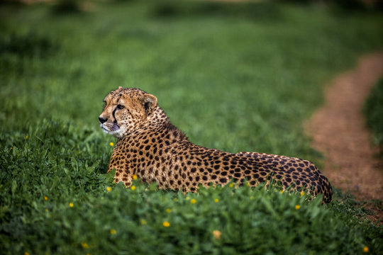 Beautiful Wild Cheetah resting on green fields, Close up