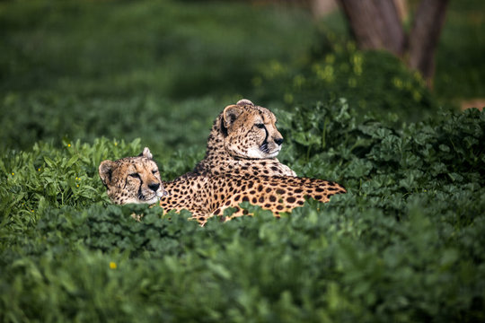 Two Beautiful Wild Cheetah resting on green fields, Close up