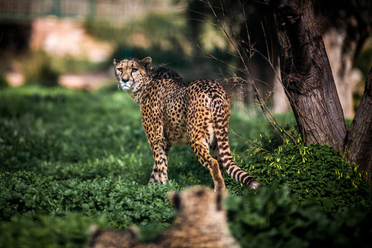 Beautiful Wild Cheetah walking careful on green fields, Close up