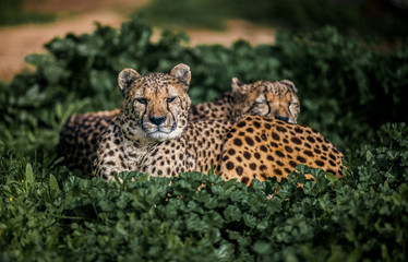 Two Beautiful Wild Cheetahs resting on green fields, Close up