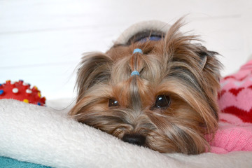 Beautiful yorkshire terrier in clothes lying next to a plaid and toy.