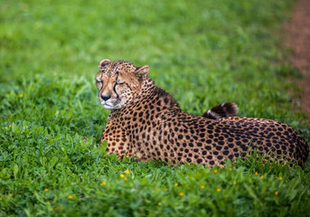 Beautiful Wild Cheetah resting on green fields, Close up