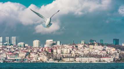 Fototapeta na wymiar Turkish Freedom Bird ; Istanbul, Turkey, January 4, 2018