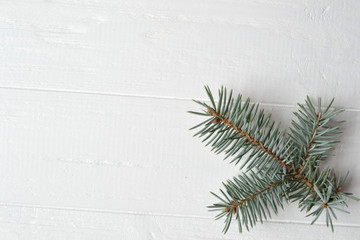 The branch of evergreen on the white wooden background.