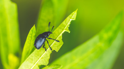 Fototapeta premium Insect On Green Leaves
