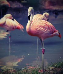 pink flamingo with colored feathers and long beak with vintage effect