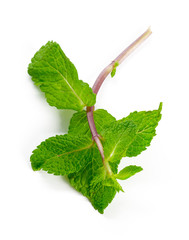 mint isolated on white