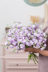 Spring floral. Fresh A bouquet of purple Mattioli close-up. Womens or Mothers Day Theme.