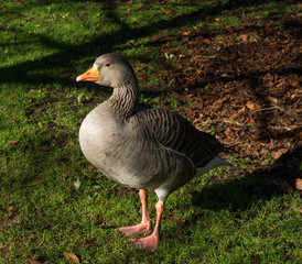 Goose standing in the sunshine