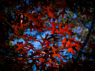 Red leaves in autumn with blue sky in the background with vignetted edge