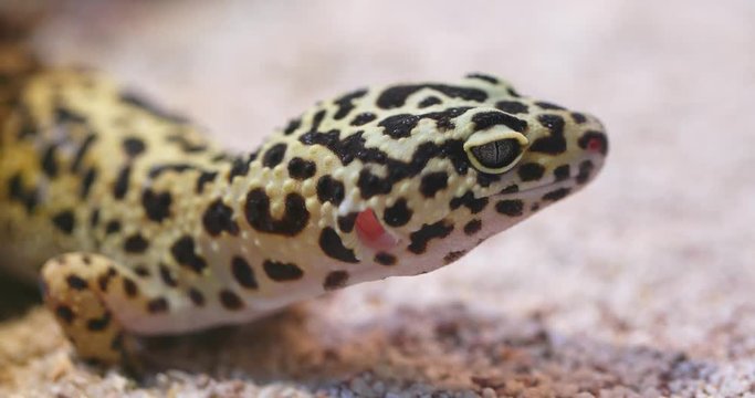 Spotted leopard Gecko