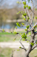 green buds on a tree on the background of the river, spring, a sunny day