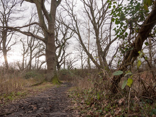 stone squares path forest nature floor mud dirt trees autumn winter