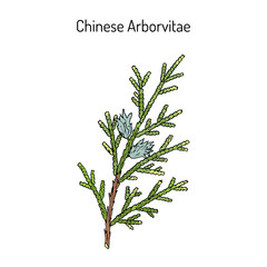 Chinese Arborvitae Thuja orientalis , medicinal plant