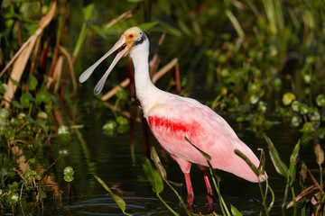 Roseate Spoonbill