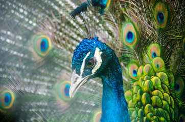 Obraz premium Peacock close up