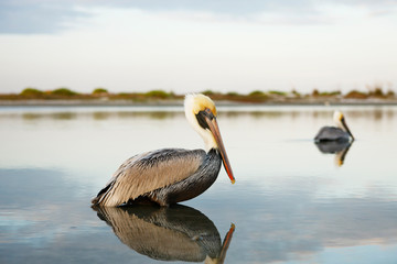Brown Pelicans